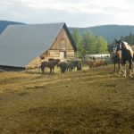 windsormeats cattlefarm a 12