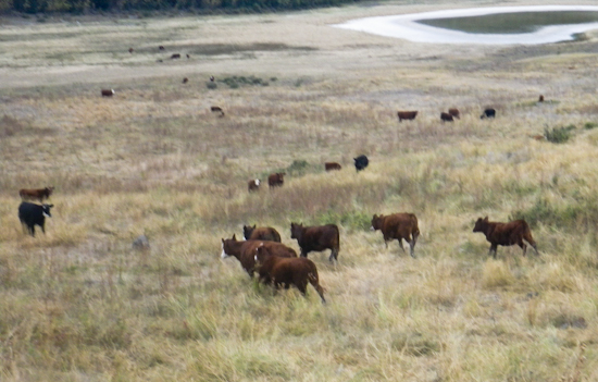 Read more about the article The Benefits of Hormone-Free Beef: A Healthier Choice