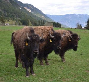 Read more about the article Sharif Fahmy Of Tatanka Plains, Our Bison Supplier