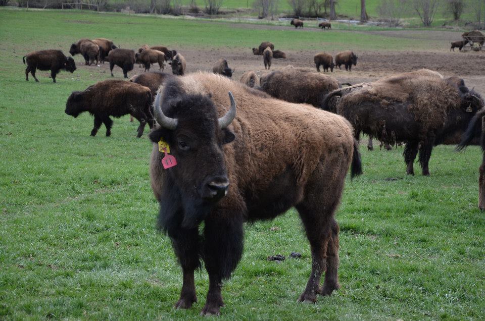 bison wild
