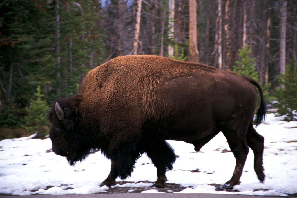 buy wild game meat vancouver -bison
