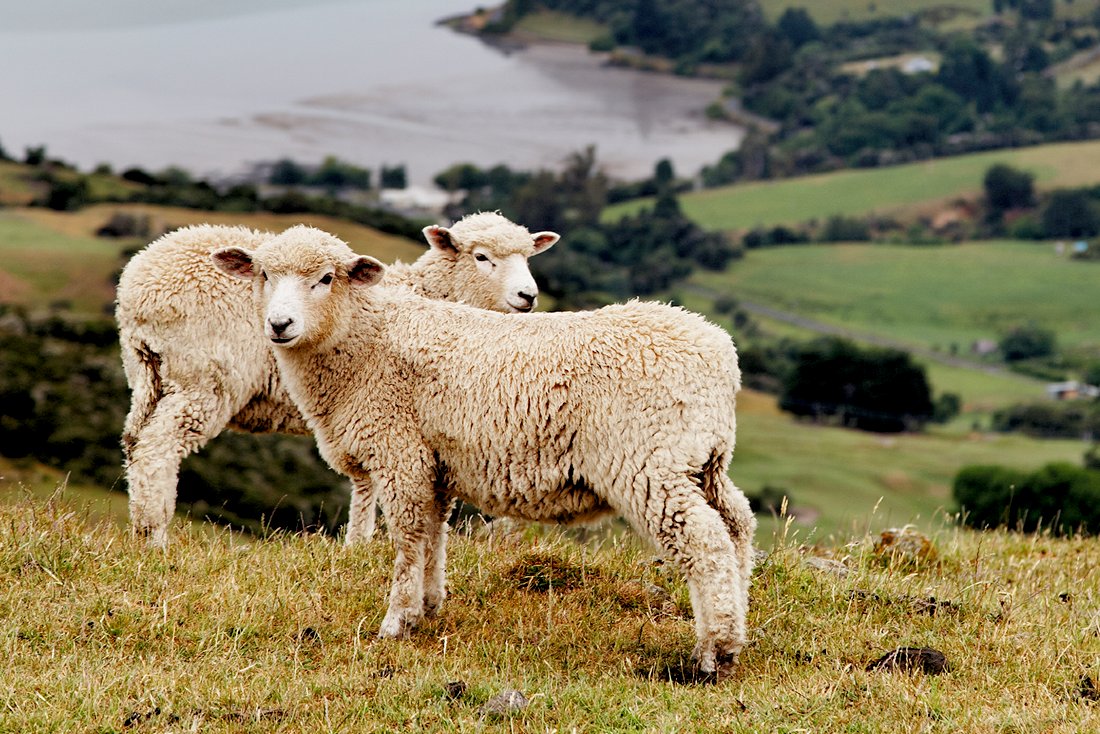 Read more about the article Local BC Lamb At Windsor Meats
